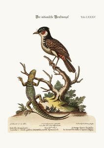 De Indiase Roodstaart. De Doornstaart Indische Hagedis